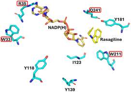 Graphical abstract: Improved stereocontrol in reductive aminases through steric modification of residues around substrate and cofactor binding pockets