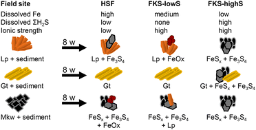 Graphical abstract: Interplay of Fe and S biogeochemistry shapes in situ iron mineral transformations in contrasting intertidal sediments