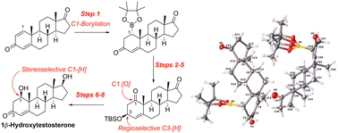 Graphical abstract: A synthesis of 1β-hydroxytestosterone, a metabolite of xenobiotic human cytochrome P450 enzymes, beginning with a borylation of boldione