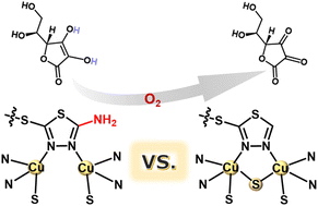 Graphical abstract: Amino-induced cleavage of the electron-communicating S-bridge to unlock mixed-valence copper for potent oxidase-like catalysis and selective sensing