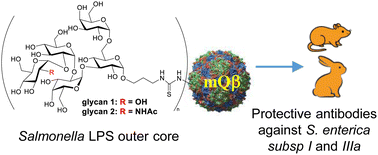 Graphical abstract: Synthesis and immunological evaluation of the lipopolysaccharide outer core of Salmonella for potential broad-spectrum protection against multiple Salmonella serovars