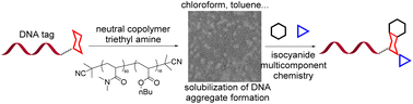 Graphical abstract: Aggregation of DNA oligomers with a neutral polymer facilitates DNA solubilization in organic solvents for DNA-encoded chemistry
