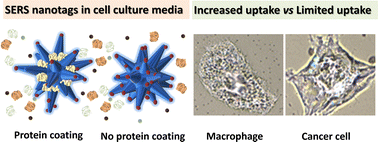 Graphical abstract: Improved biostability of gold nanostars for enhanced intercellular interactions
