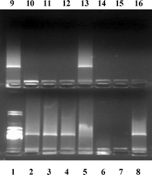 Electrophoresis of calf thymus DNA in a double agarose gel in the presence of 4a–c and control compounds: Lane 1, λHindIII–DNA; Lanes 2 and 9, DNA alone; Lane 3, guanidine hydrochloride; Lane 4, αCD; Lane 8, βCD; Lane 13, γCD; Lanes 5, 6, 7, DNA : 4a mass : charge ratio of 5 : 1, 2 : 1 and 1 : 1, respectively; Lanes 10, 11, 12, DNA : 4b mass : charge ratio of 5 : 1, 2 : 1 and 1 : 1, respectively; Lanes 14, 15, 16, DNA : 4c mass : charge ratio of 5 : 1, 2 : 1 and 1 : 1, respectively.