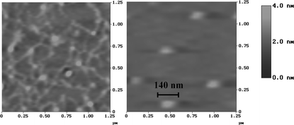 AFM images of plasmid DNA alone (left) and after incubation with 4b (right).