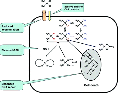the mechanism of action of platinum anticancer agents what do we cisplatin mechanism of action