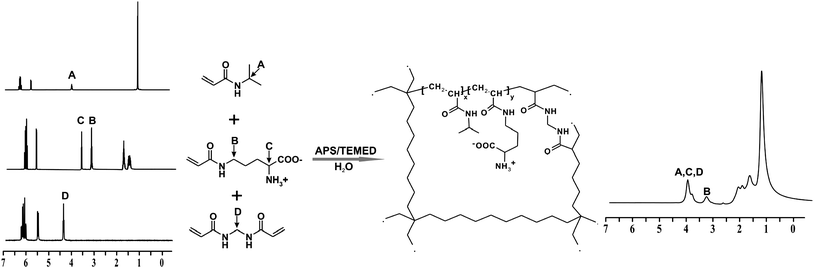 2 Scheme Of Synthesis And Structure Gels Based On N Isopropylacrylamide Co Acrylic Ornithine Polymer Crosslinked With NN Methylenebisacrylamide 2 Scheme Of Synthesis And Structure Gels Based On N Isopropylacrylamide Co Acrylic Ornithine Polymer Crosslinked With NN Methylenebisacrylamide