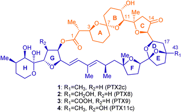 singlet oxygen initiated cascade transformation of a simple di