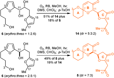 singlet oxygen initiated cascade transformation of a simple di