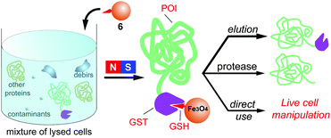 bind key generate decorated transferase for (GST (GSH) nanoparticles magnetic binding glutathione Glutathione S