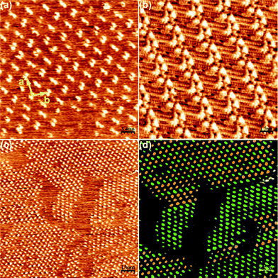 Self-assembly pattern of 2 at the nonanoic acid–HOPG interface. (a) Zoom of the self-assembly pattern obtained for 2. Unit cell parameters: a = 5.0 ± 0.2 nm, b = 3.4 ± 0.2 nm, γ = 95 ± 2°. Scanning conditions: 34 nm × 34 nm, Iset = 50 pA, Vbias = 540 mV. (b) STM image of the self-assembly pattern of 1. (c) Wide view for the self-assembly of 2 where the different orientations of the dimers can already be seen. Scanning conditions: 130 nm × 130 nm, Iset = 55 pA, Vbias = 540 mV. (d) Code of colours to distinguish the differently oriented dimers shown in (c).