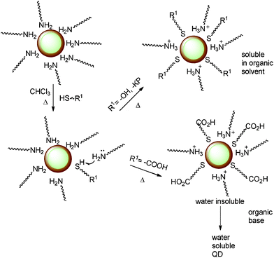 cdse zns core shell quantum dots