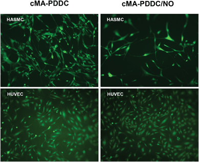 Viability and cytotoxicity of HASMCs (15 000 cells per well) and HUVECs (30 000 cells per well) on cMA-PDDC and cMA-PDDC/NO1.1 (24 h culture, 10× magnification).