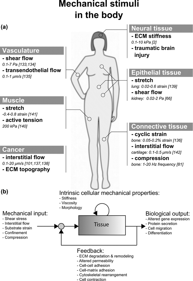 Microfluidic platforms for mechanobiology Lab on a Chip (RSC Publishing) DOI10.1039/C3LC41393D