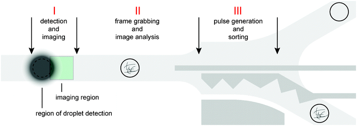 Spatio-temporal arrangement of the three phases for triggered imaging and sorting. Phase I: Droplet detection by the photodiode and subsequent triggered imaging. The distance between the regions of droplet detection and imaging, as well as their location, depends on configured droplet velocity and exposure time. Phase II: Image retrieval and analysis implemented in the callback function. Phase III: Generation of sorting pulse transmitted through the electrodes (dark grey) based on the outcome of the image analysis.