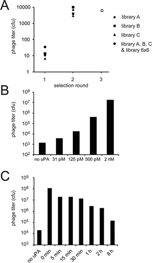 Number of phage clones isolated from the various libraries in the 3 rounds of selection. (A) Enrichment factors found for the different selections (number of phage captured in the presence of uPA divided by the number of phage isolated in the absence of uPA). The enrichment factors of 103 to 104 obtained for all libraries indicate that uPA-specific peptides were isolated. In the third round, phage isolated in all the four individual second round selections were pooled, amplified and together subjected to a third round of panning towards uPA. (B) Phage selections performed with different concentrations of uPA (third round of panning). The numbers of isolated infective phage particles are indicated. (C) Phage selections with competitive ligand (UK18) (third round of panning). After binding of phage to immobilized uPA, the competitive inhibitor UK18 (Ki = 53 nM)6 was added for different incubation time periods (indicated on the abscissa in the graph) to prevent re-binding of weak ligands. The numbers of isolated infective phage particles are indicated.