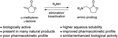 Conversion of α-methylene-γ-lactones into amino-derivatives.