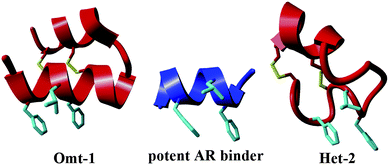 Comparison of secondary structures of the FXXLF co-factor binding motif (centre, PDB: 1t7r)43 with miniprotein inhibitors of the AR–coactivator interaction, Omt-1 (left) and Het-2 (right).40 The FXXLF side-chain residues are highlighted in light blue and bridging disulfide bonds in yellow.