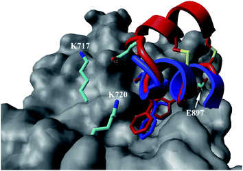 Proposed structural basis for the added affinity of Het-2e (red), where the flexible loop region linking the two helical segments may allow for the glutamic acid residue (E) to make a stabilizing charge interaction with surface lysine residues K717 and K720 of AR (grey), including at the charge clamp. Overlay with crystal structure of the linear FXXLF peptide (blue).43