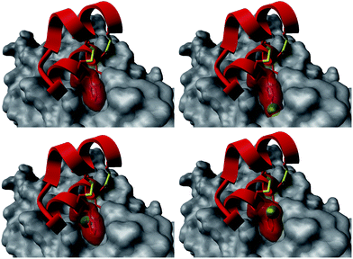 Structural basis for the differences in activity between the Omt-1a (top left) and Omt-1l (top right), featuring a steric clash of the p-chloro group (green) with the AR surface (grey), and Omt-1n (bottom, two orientations) showing nice space filling, especially with the o-chloro group pointing inward to the surface cleft. The protein surface (PDB: 1t7r)43 is represented as grey fill and the miniproteins as red ribbon. The phenylalanine residue is depicted as red cloud, with the chlorine atom in green.