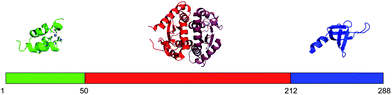 Structures of the IN domains. The N-terminal domain is shown in green (pdb 1eoe), the catalytic core domain in red (shown as a dimer, pdb 1ex4), and the C-terminal domain in blue (pdb 1ex4).