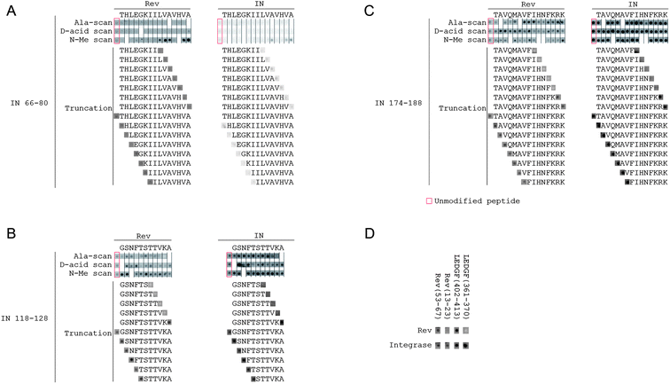 Binding of Rev and IN to an array of IN, Rev and LEDGF derived peptides. (A–C) INr1 (IN 66–80), INr2 (IN 118–128) and INS (IN 174–188). For each peptide, in the first three rows, each spot represents the binding of Rev or IN to a peptide with the indicated residue substituted by alanine, N-methylated or substituted by the corresponding d-amino acid residue. For truncations, the sequences of the truncated peptides tested are shown explicitly. See Materials and methods for details. The peptide sequences are detailed in Table S1. (D) Binding of peptides derived from the IN-binding sites of LEDGF/p75 and Rev to IN and Rev. All experimental conditions are as described in Materials and methods.