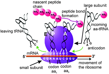 ribosome site protein trna rna chain synthesis rsc peptide mrna anticodon codon acid amino derivatives cellular structural functional studying ribonucleoprotein