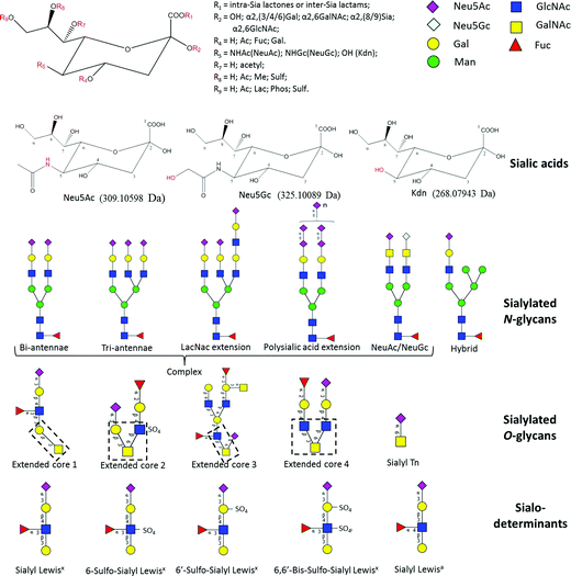 Structural analysis of glycoprotein sialylation \u2013 Part I: pre-LC-MS analytical strategies - RSC ...