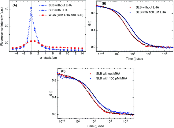 (A) Fluorescence intensities of DiO in SLB without LHA (blue squares) and with LHA (blue circles) and A594-WGA (red squares) when attached to LHA on the SLB surface. (B) Diffusion curves (from FCS measurements) indicating the differences in the presence (red) and absence (green) of 100 μM LHA and (C) 100 μM MHA. The solid lines represent the fitting curves for corresponding FCS curves.