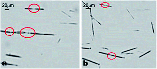 α-CD–tetradecane ICs prepared in 1 M urea solution showing some end-to-end joining which leads to their elongation with time. The end-to-end connections are highlighted by red circles.