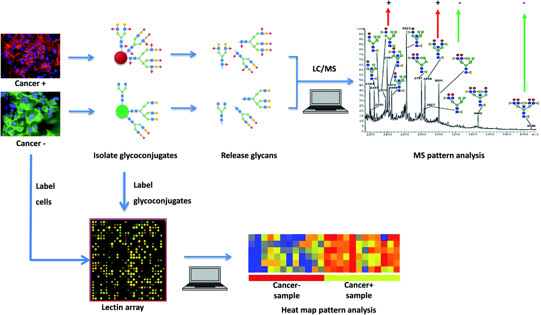 Cancer glycan biomarkers and their detection – past, present and future ...