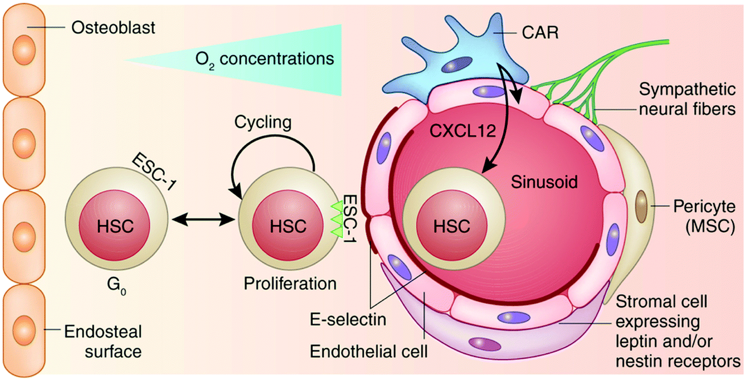 hematopoietic stem cells vs mesenchymal stem cells