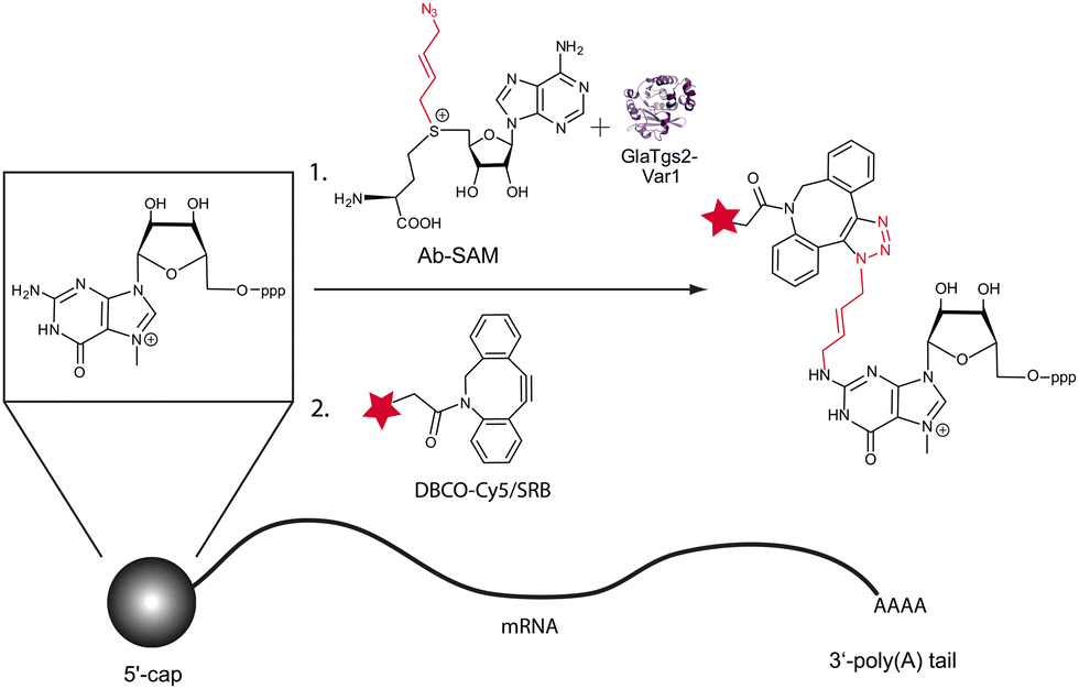 of e cap composition Bioorthogonal structure labeling Chemical site specific the of cap eukaryotic 5â² in mRNAs of e cap composition Bioorthogonal structure labeling Chemical site specific the of cap eukaryotic 5â² in mRNAs