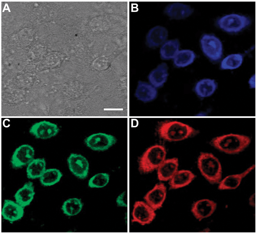 Membrane analysis with amphiphilic carbon dots Chemical Communications (RSC Publishing) DOI10