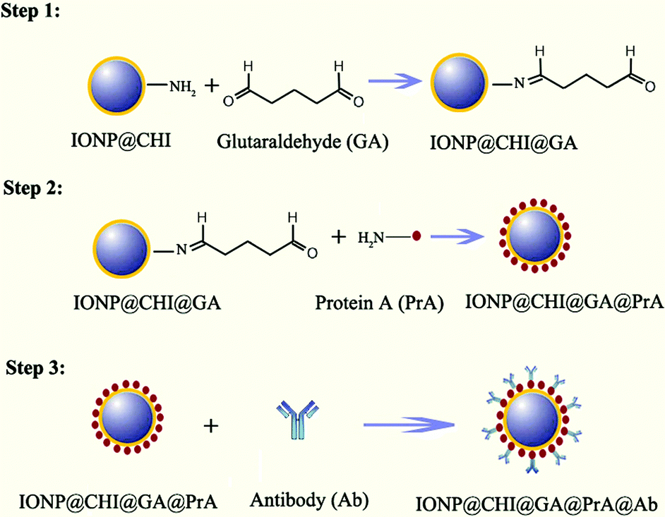 Protein A-conjugated iron oxide nanoparticles for ... magnetic bead diagram 
