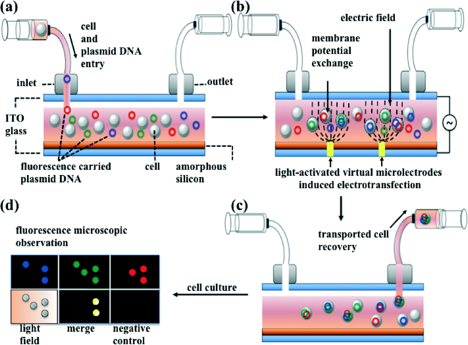 Dielectrophoretically Assisted Electroporation Using Light Activated
