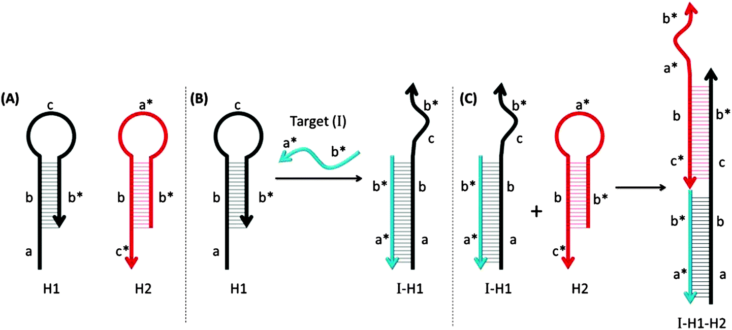 Isothermal amplified detection of DNA and RNA Molecular BioSystems (RSC Publishing) DOI10.