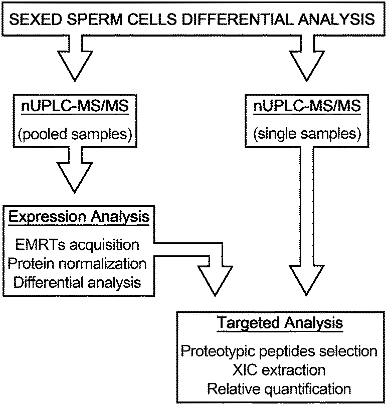 sexed human sperm Sexed human sperm