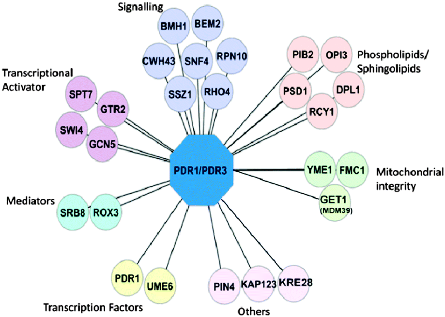 networks of genes modulating the pleiotropic drug response in