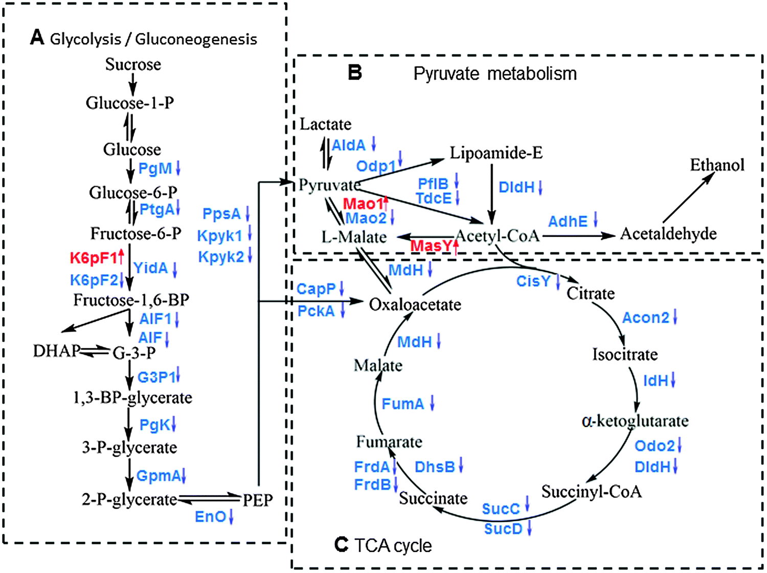 Метаболическая карта человека