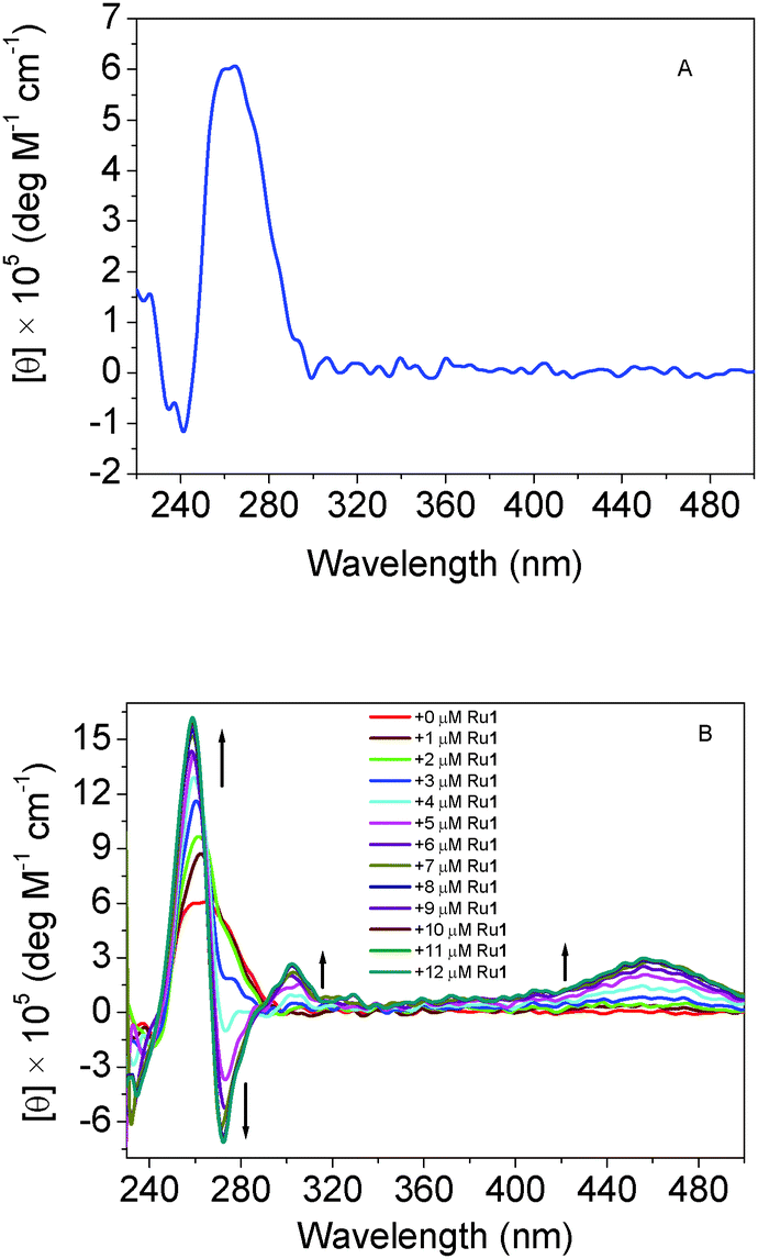 5 Circular dichroic spectra of poly(U)·poly(A)*poly(U) (30.0 mM, A) treated with Ru1 (B) in phosphate buffer at 20 °C. Solution conditions are the same as ...