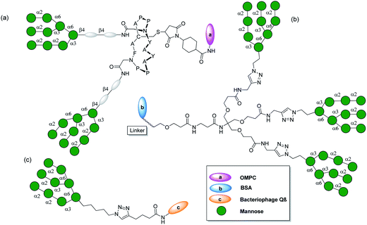multivalent glycoconjugates as vaccines and potential drug