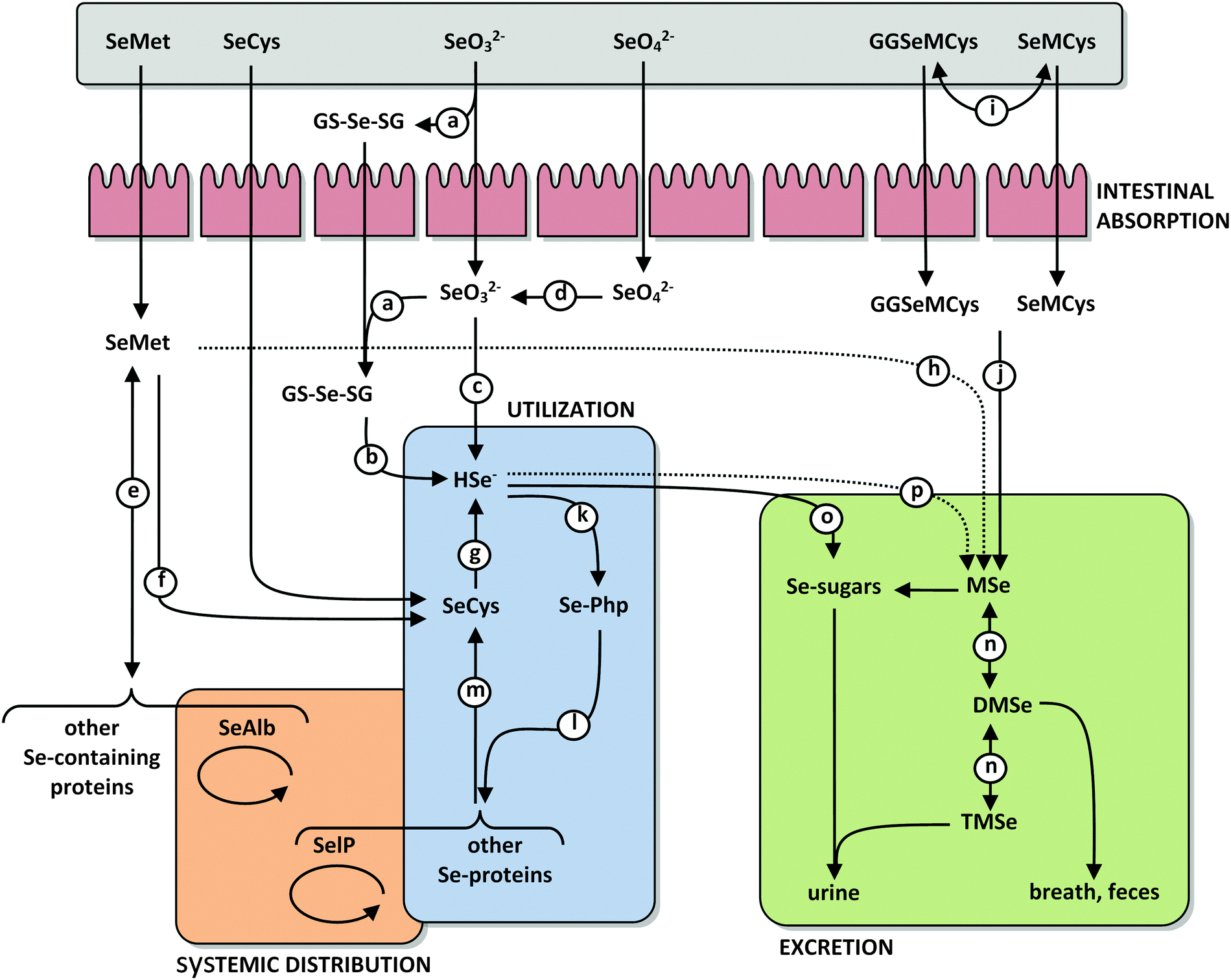 Selenium biochemistry and its role for human health - Metallomics (RSC ...