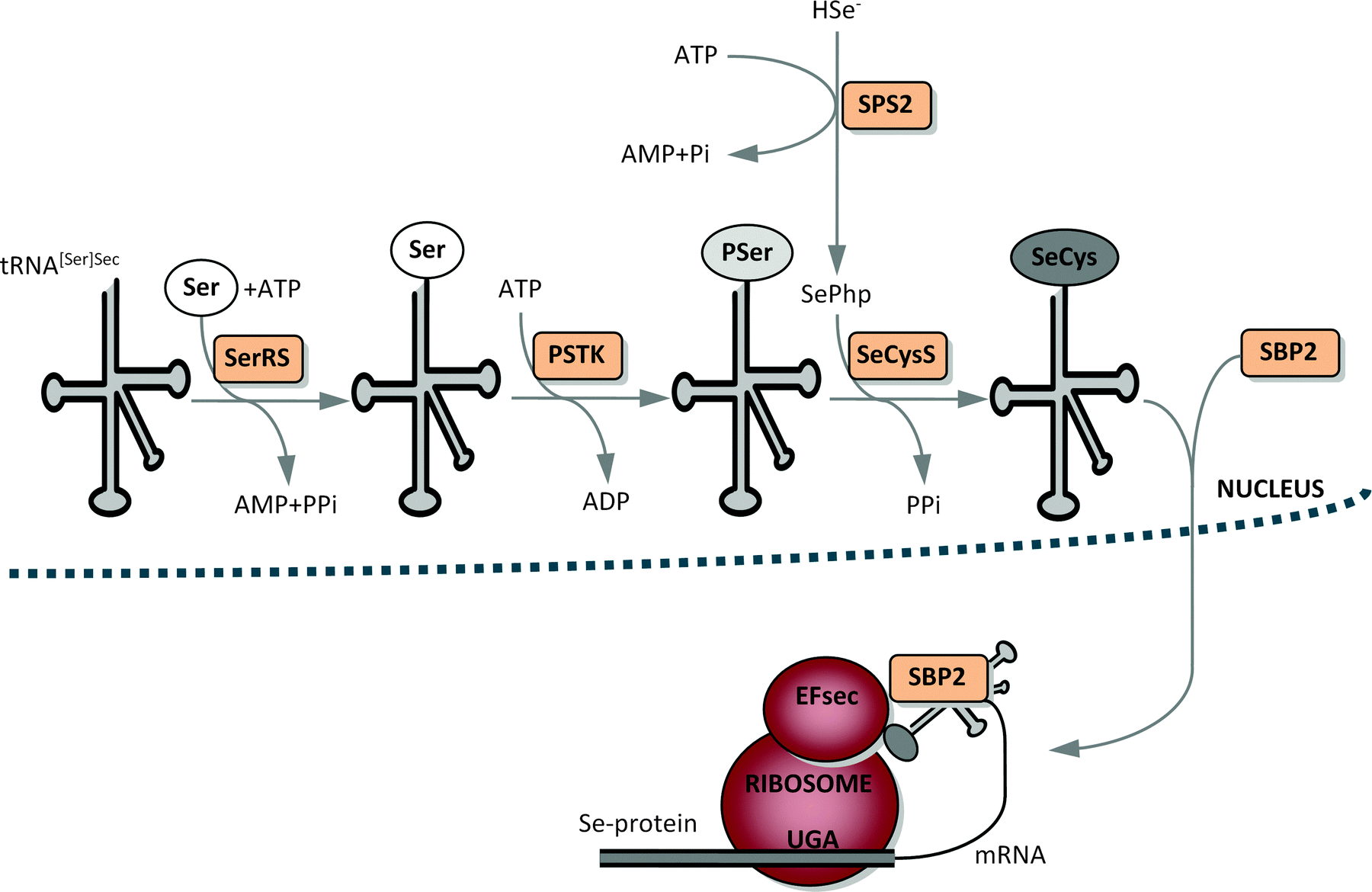 Ууу трнк. N-формилметионил-ТРНК. ТРНК В объеме 3д. Cholera Toxin Mode of Action.