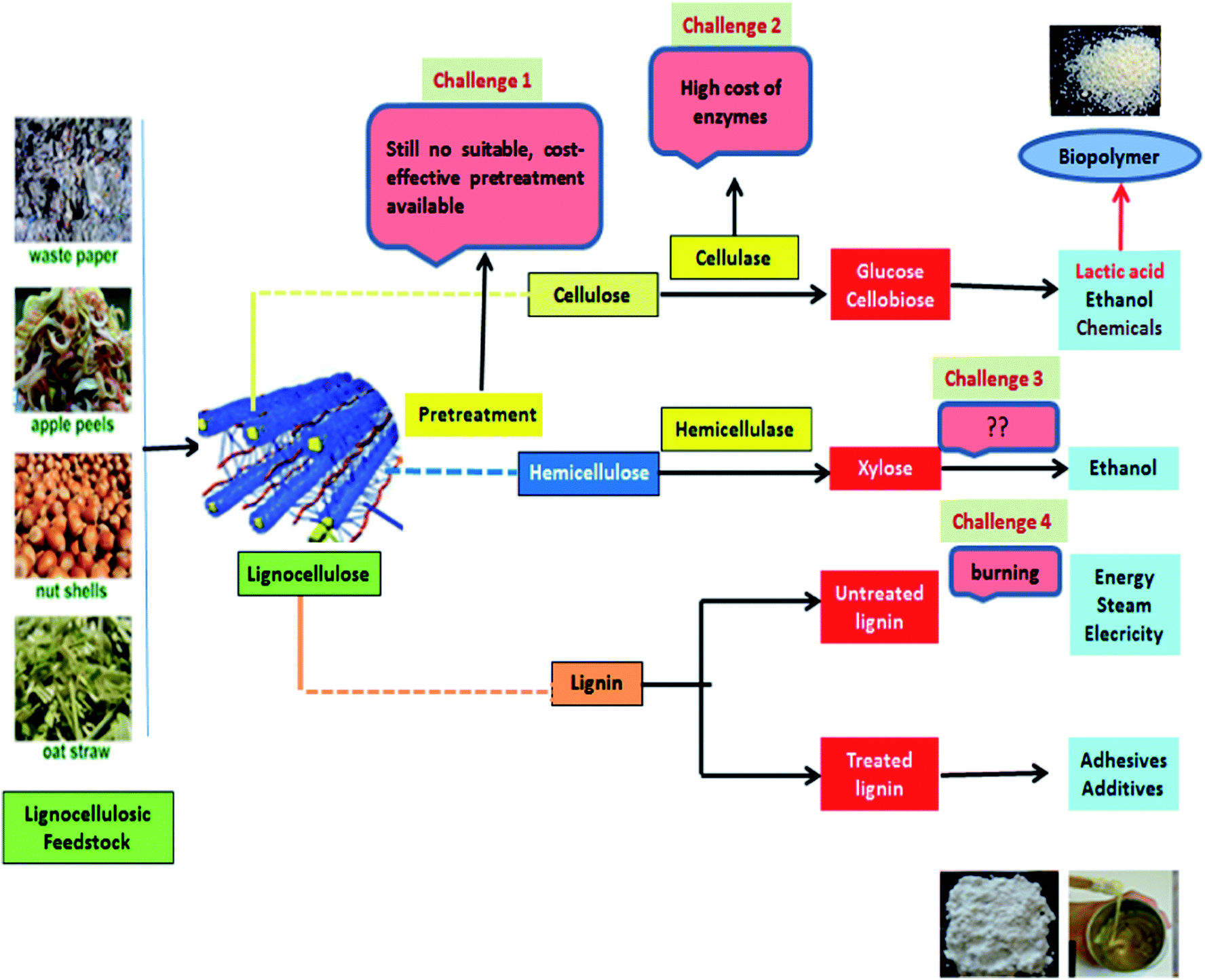 Lignocellulose processing: a current challenge - RSC ...