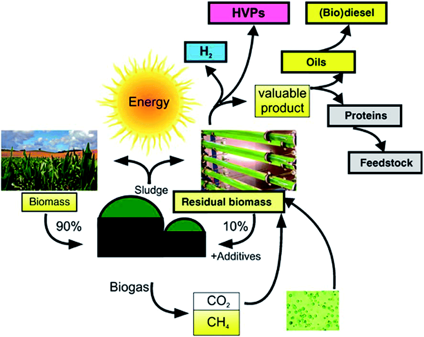 Carbon dioxide biofixation and wastewater treatment via algae