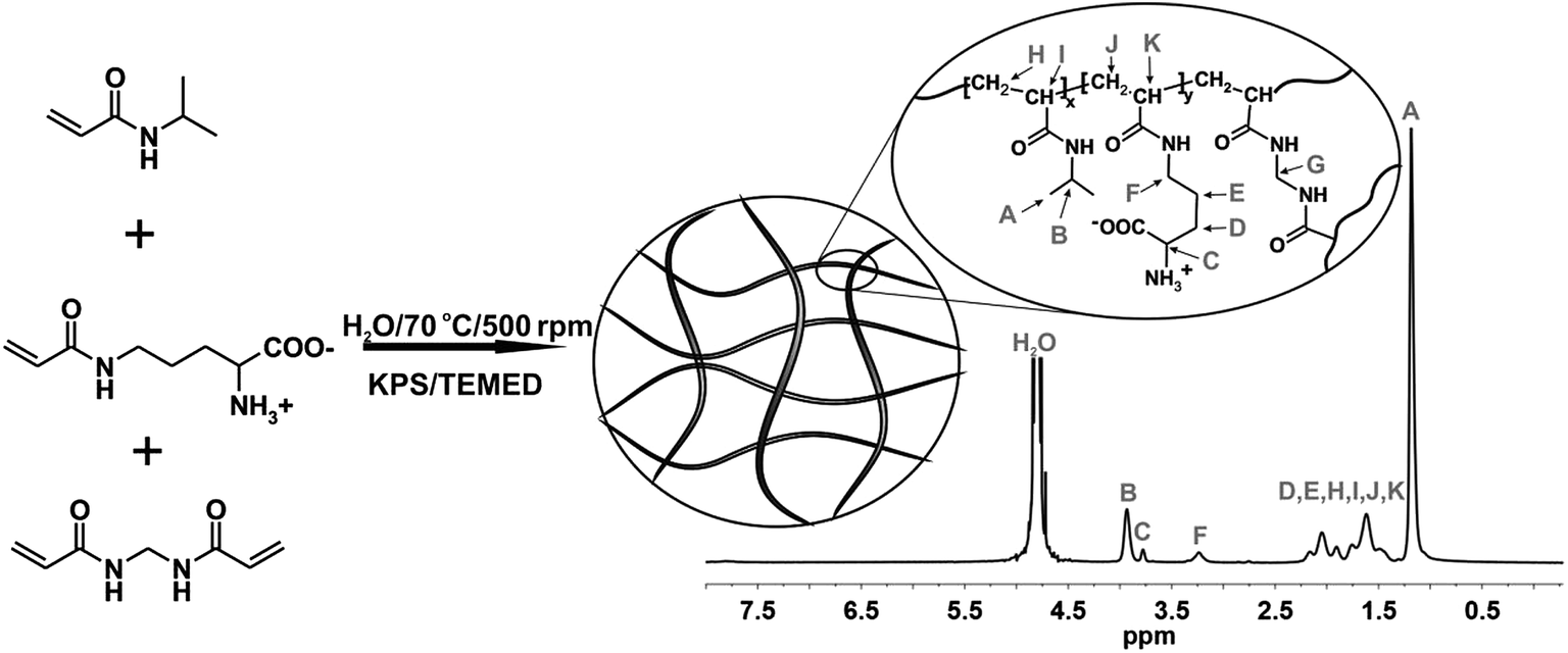 1 Scheme Of Synthesis And Structure Microgel Based On N Isopropylacrylamide Co Acrylic Ornithine Polymer Crosslinked With NN Methylenebisacrylamide 1 Scheme Of Synthesis And Structure Microgel Based On N Isopropylacrylamide Co Acrylic Ornithine Polymer Crosslinked With NN Methylenebisacrylamide