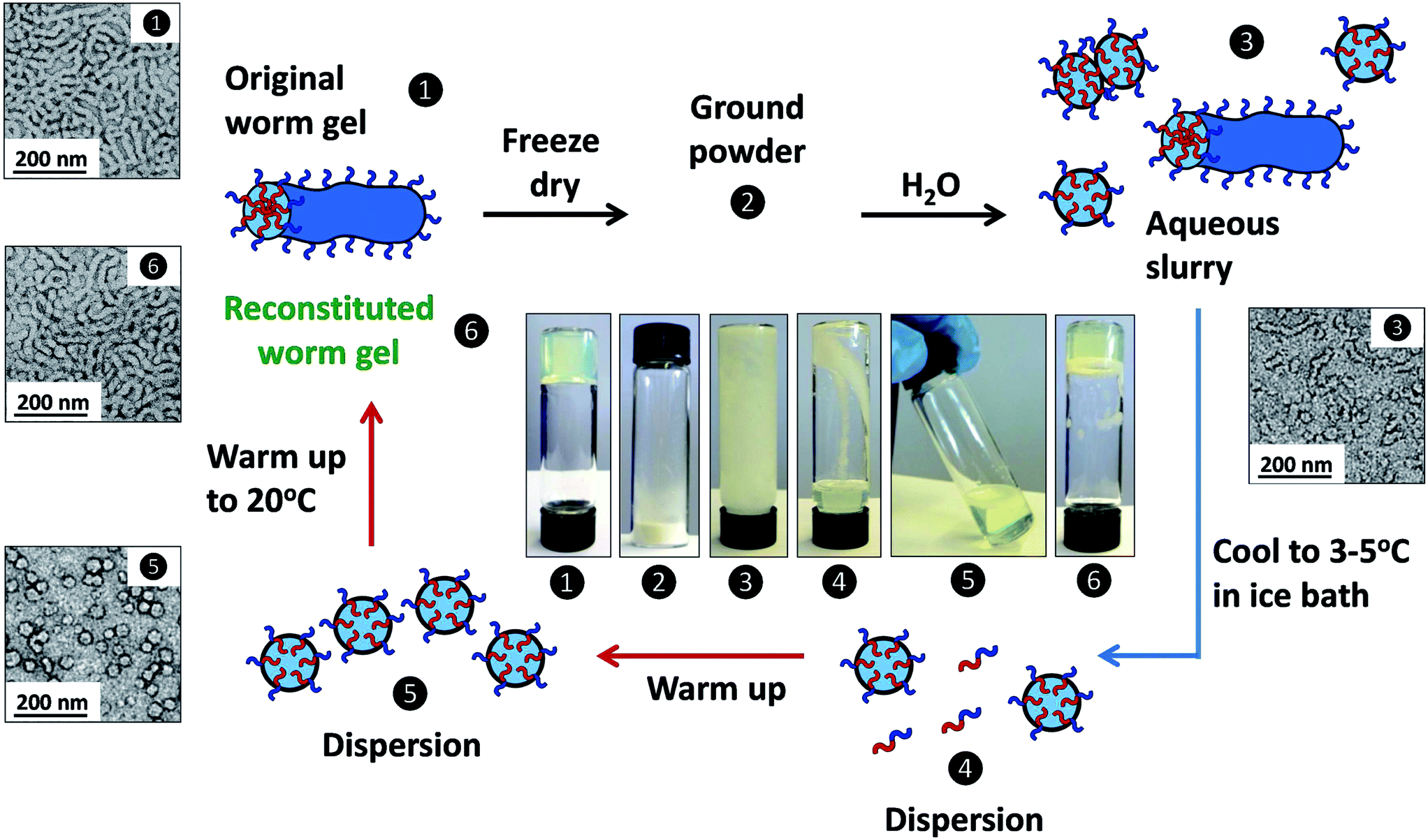 solution 3.5 gels worm from Aqueous be dried freeze reconstituted can