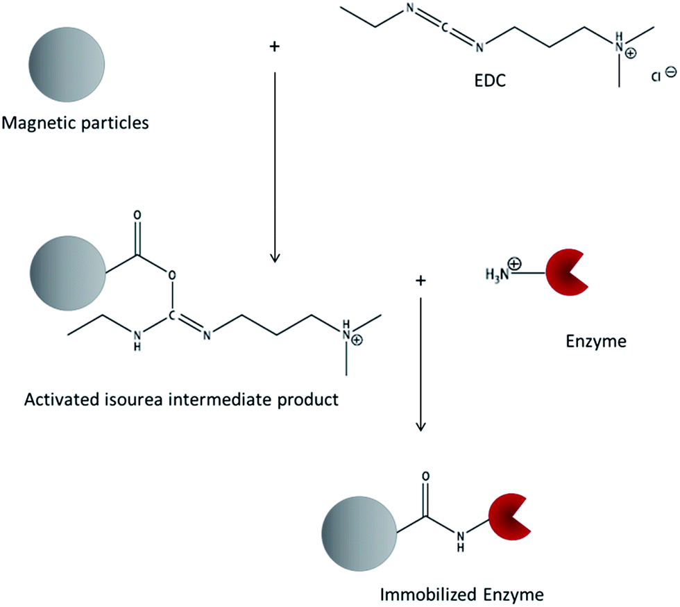 Optimization of enzyme immobilization on microparticles using 1ethyl3(3
