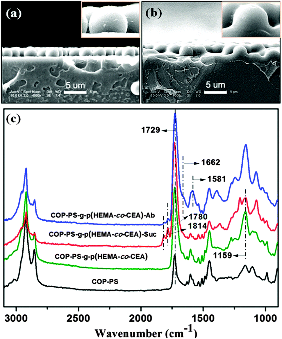 1 SEM images of the cross sectional view for COP-PS supports (a) before and (b) after photografting polymerization, (c) ATR-FTIR spectra of the samples.